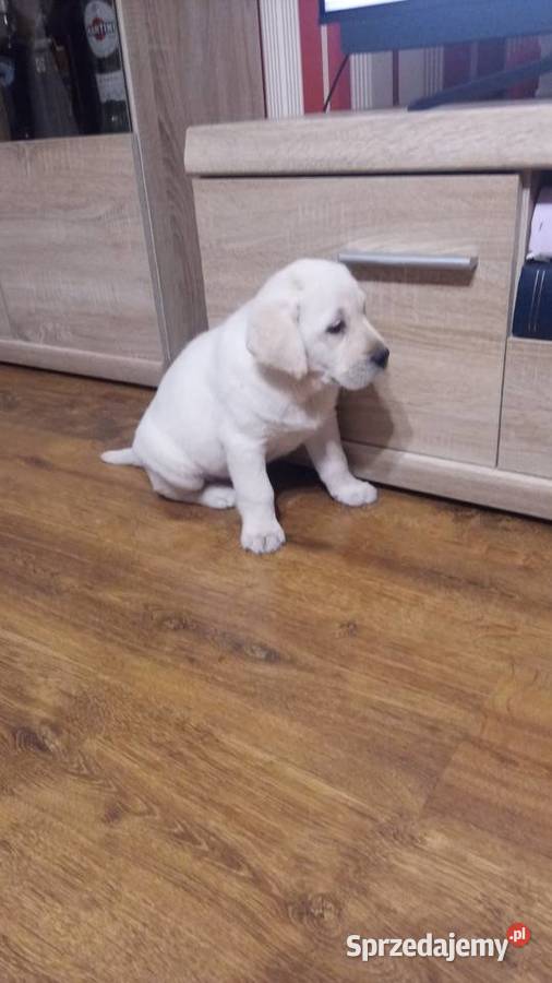 Pieski Labradory Retriever Biszkoptowe Tarnów