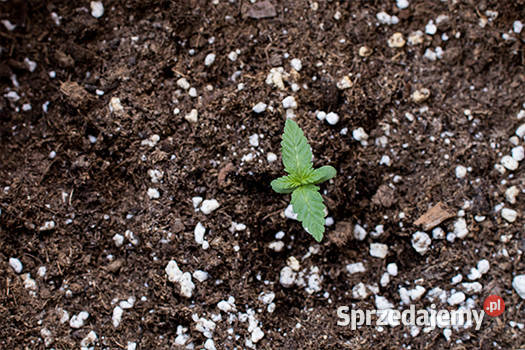 PERLIT AGROogrodniczy worki 125l FRAKCJA 26mm sprzedam