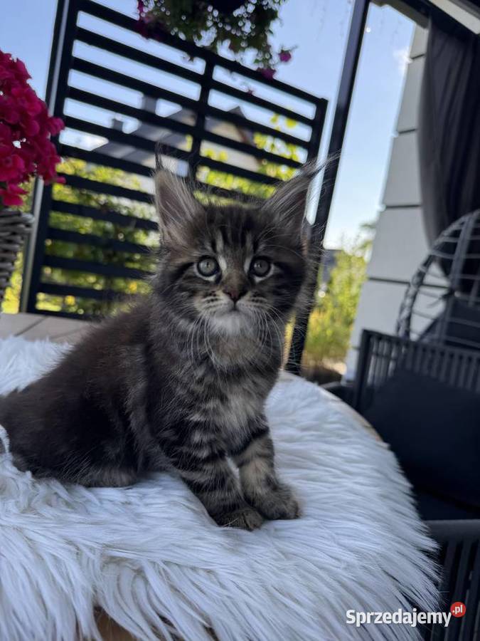 Aria kotka Maine Coon Nowa Wieś Lęborska sprzedam
