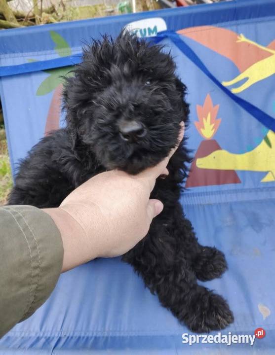 Sprzedam suczkę terier rosyjski czarny Koło