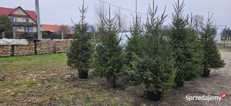Choinki z korzeniami w donicach mazowieckie Brzóza