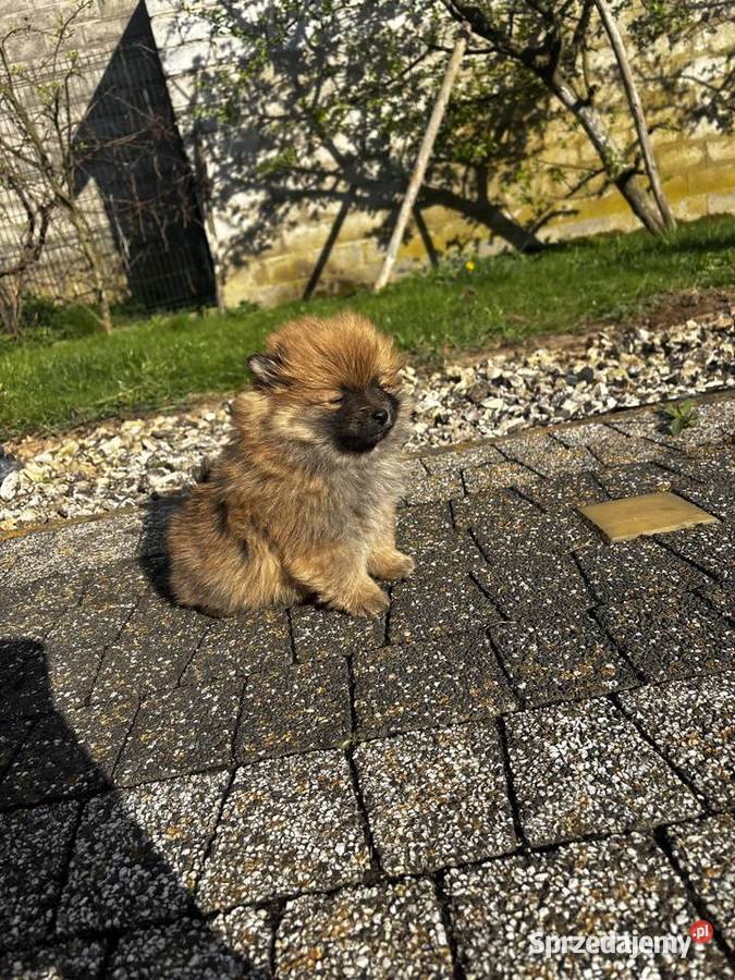 szpic miniaturowy pomeranian Pawłów