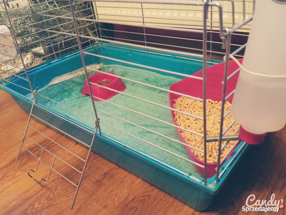 Królik miniaturka całe wyposażenie pomorskie Pelplin sprzedam