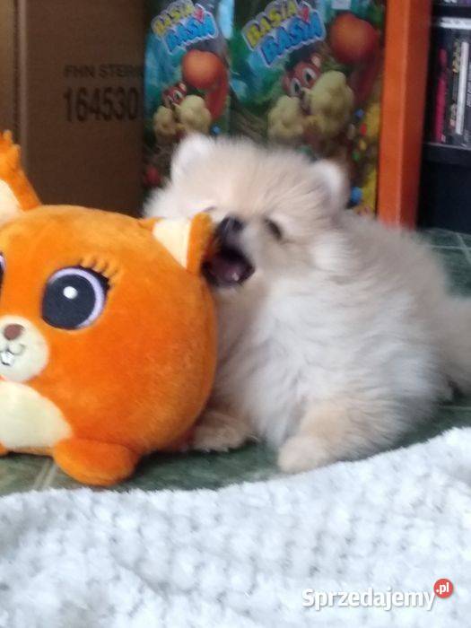 Izzy sunia szpica miniaturowego na sprzedaż Szpic miniaturowy