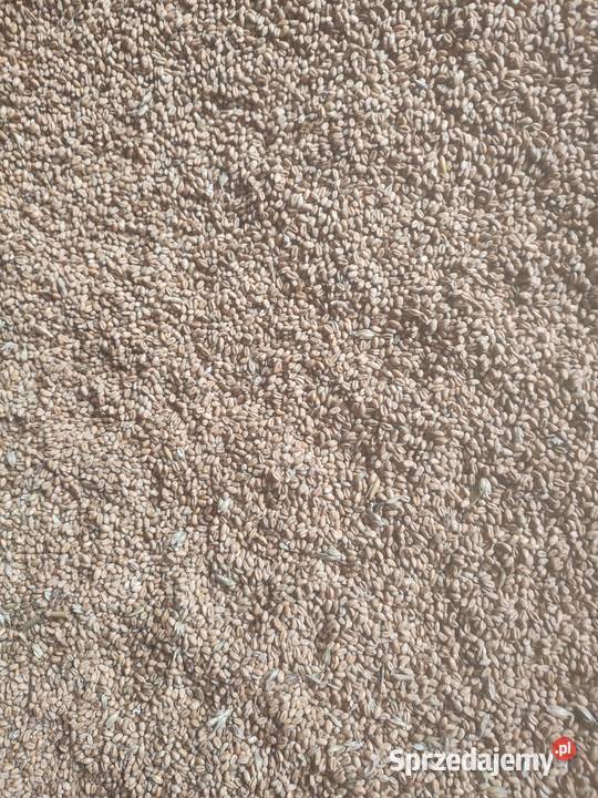 Sprzedam zboże pszenica Zboża Toszek