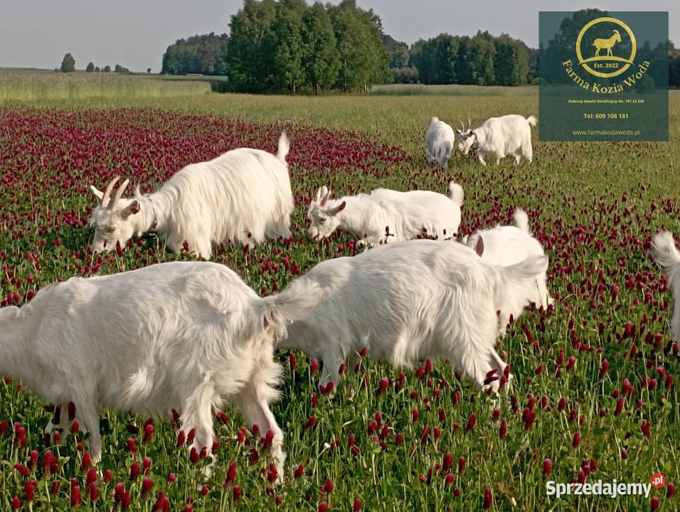Kozie Mlekojogurt i sery łódzkie Radomsko