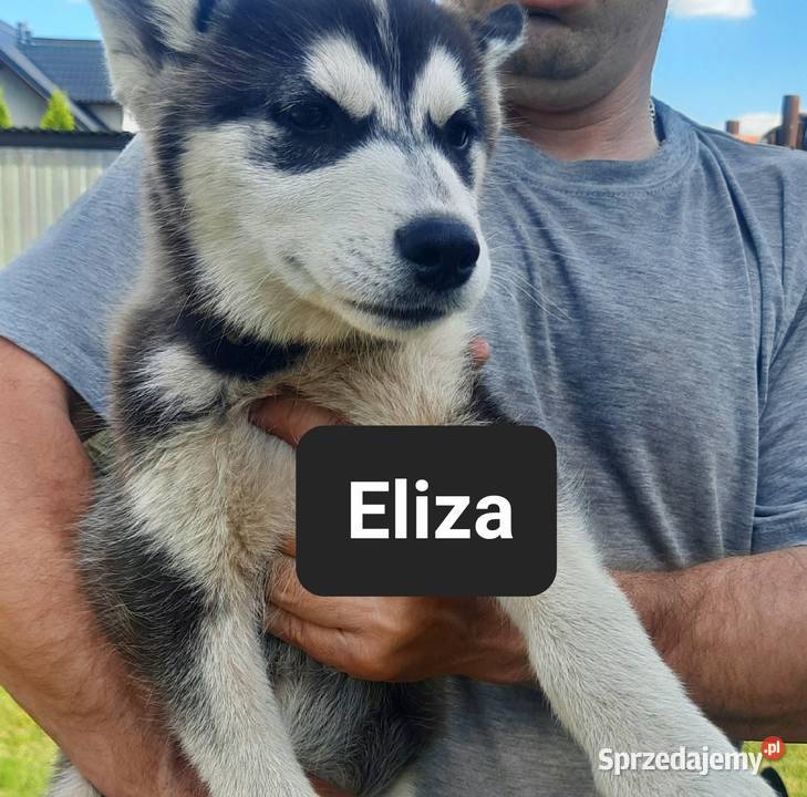 Syberiany husky pomorskie Reda