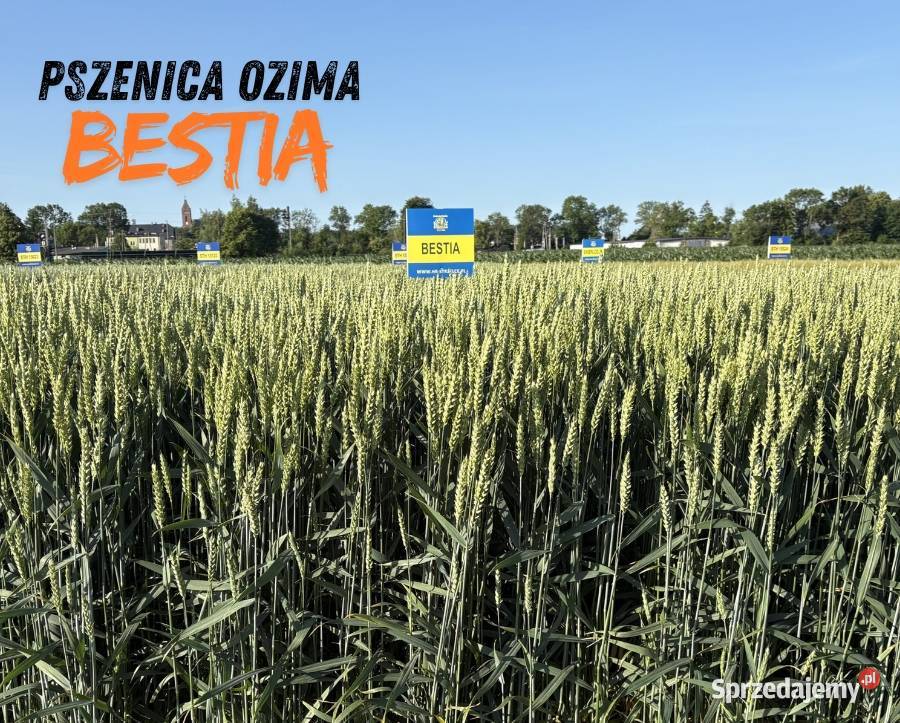 Pszenica ozima kwalifikowana C1 Bestia AB Koronowo