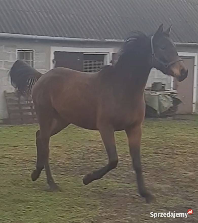 Dajana klacz małopolska Grodzisk Mazowiecki