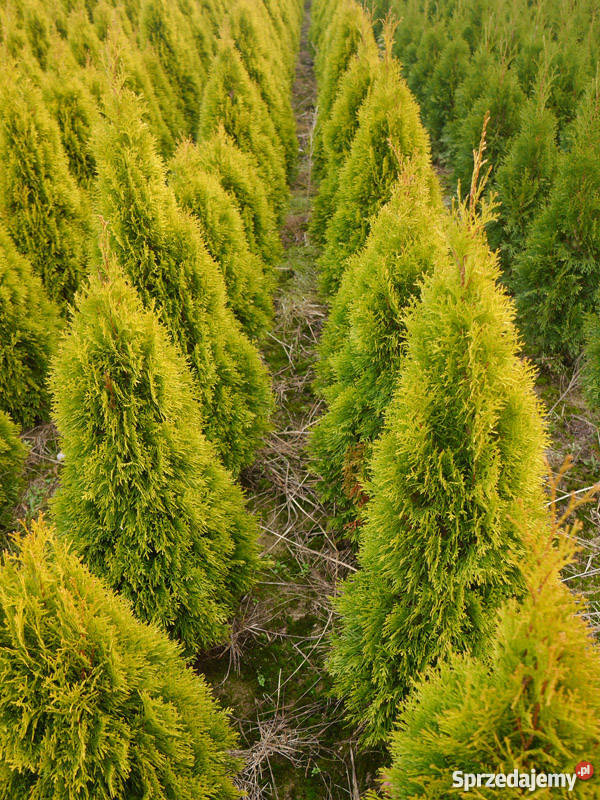 Thuja tuja Golden Szmaragd 100120 Kraków małopolskie Garlica Murowana sprzedam