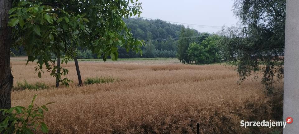 Dom z działka i budynkami gospodarczymi Olszanka