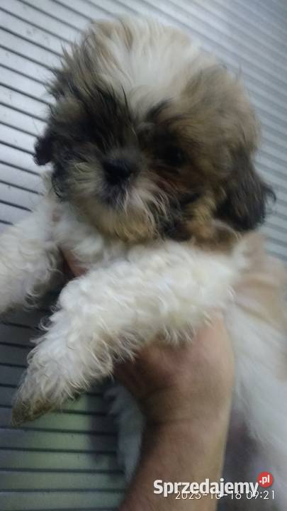 Piedek Shih tzu Zwierzęta Unisław