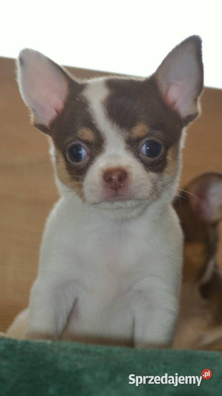 CHIHUAHUA PIĘKNE SZCZENIĘTA mazowieckie Warszawa sprzedam