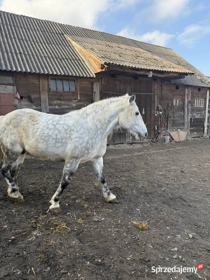 Klacz rasy zimnokrwistej Chomęciska Małe sprzedam