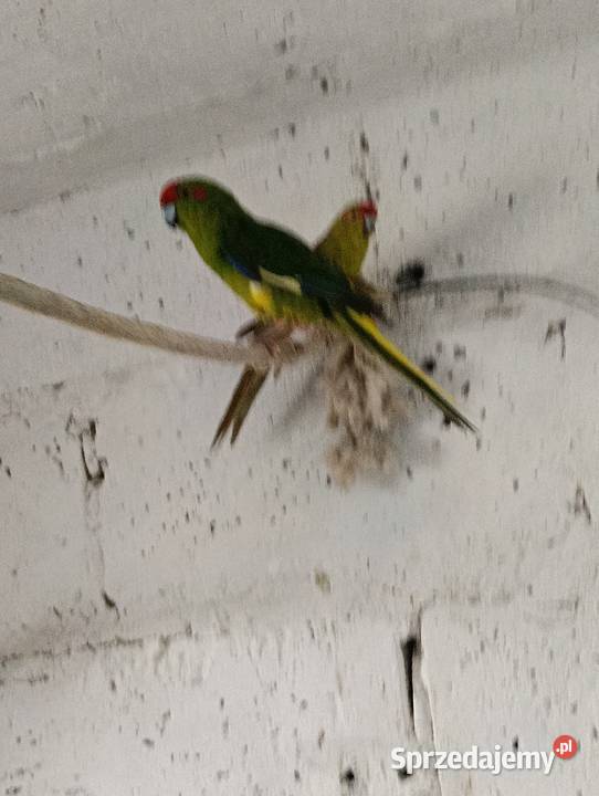 Modrolotki kozie pary legowe Brzeziny sprzedam