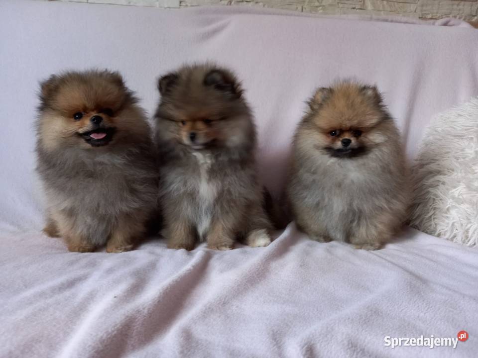 Szpic miniaturowy pomeranian suczka Szpic miniaturowy Wągrowiec