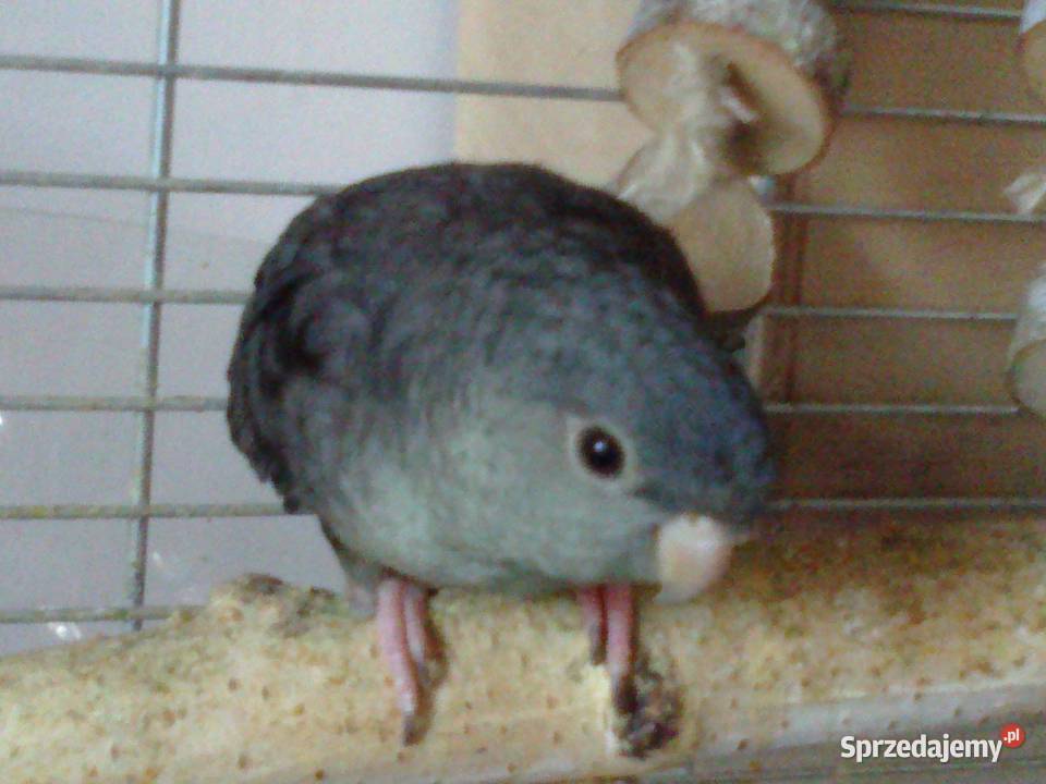 stokówka prążkowana katarzynka Pobiedziska