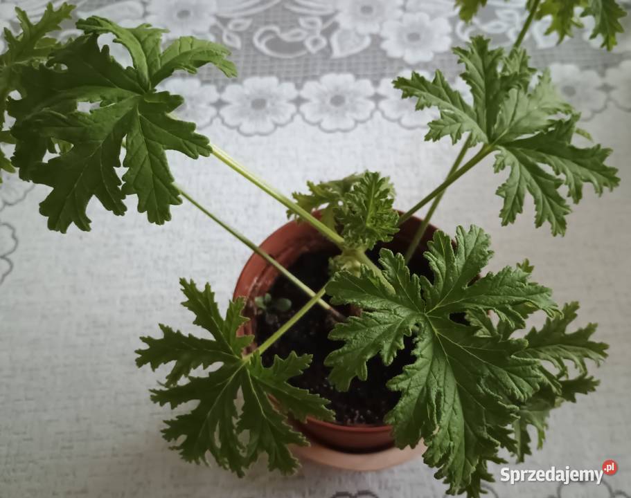 Geranium anginka roślina leczniczaKwiat domowy