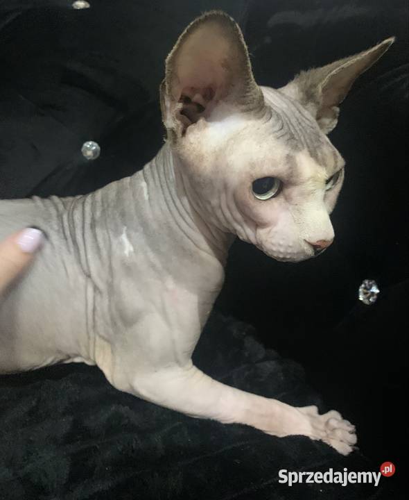 Sfinks Kanadyjski Reproduktor Leszno