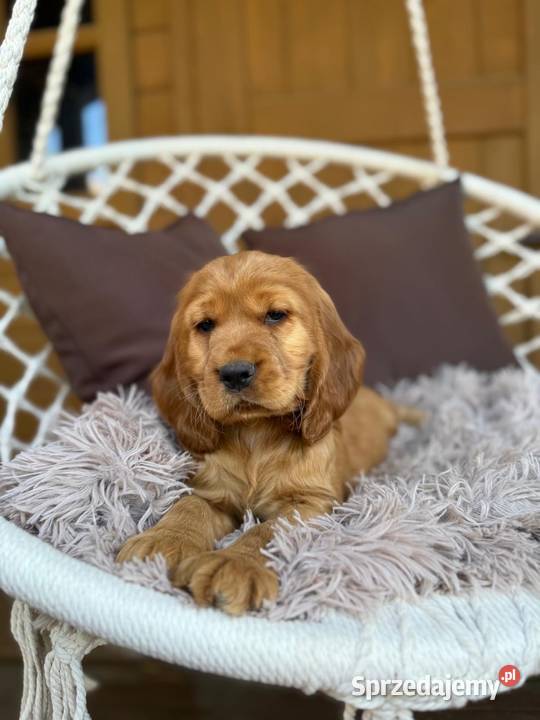 Piękny złoty piesek Cocker Spaniel Angielski śląskie Katowice