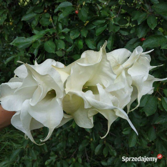 Brugmansja brugmansia Datura datury