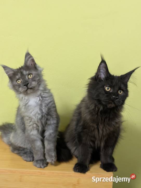 Evita czarna dymna kotka Maine Coon Tica Pszczyna sprzedam