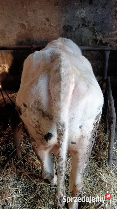 Byk opas do dalszej hodowli Sochaczew