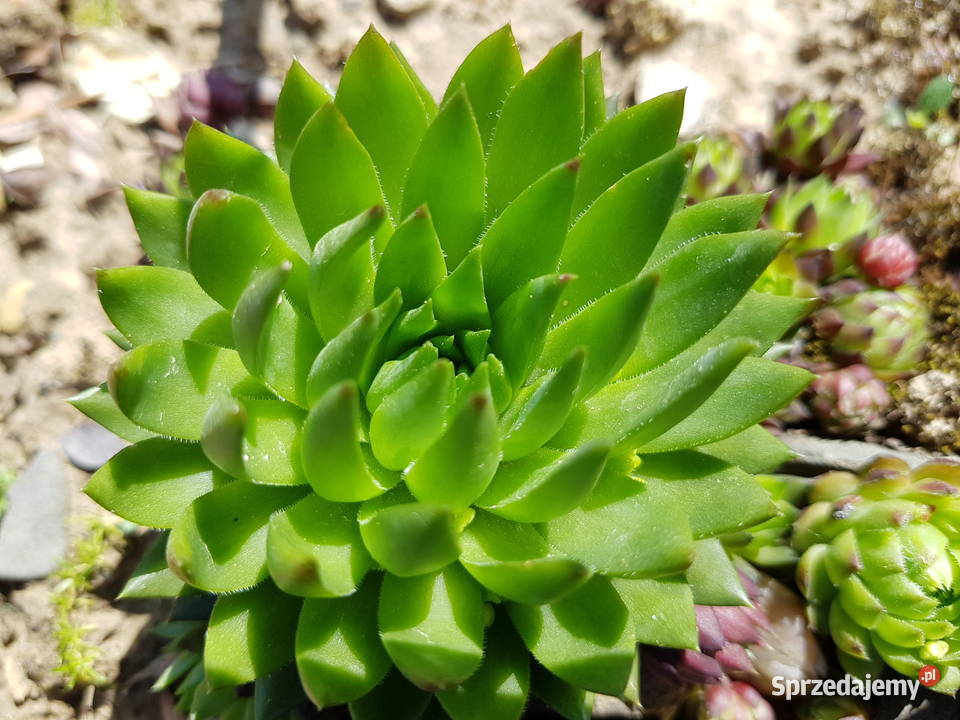Zestaw roślin na skalniak 100 sztuk mix gatunków Rabatowe Lublin