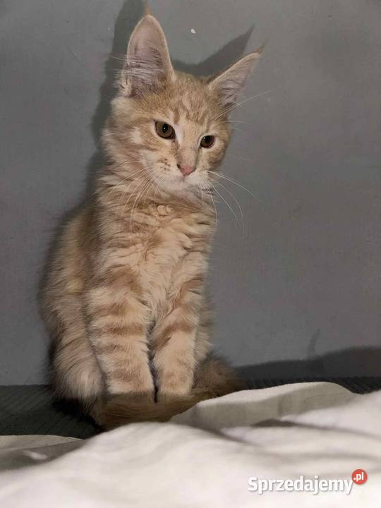 kocurek i kotka Maine Coon