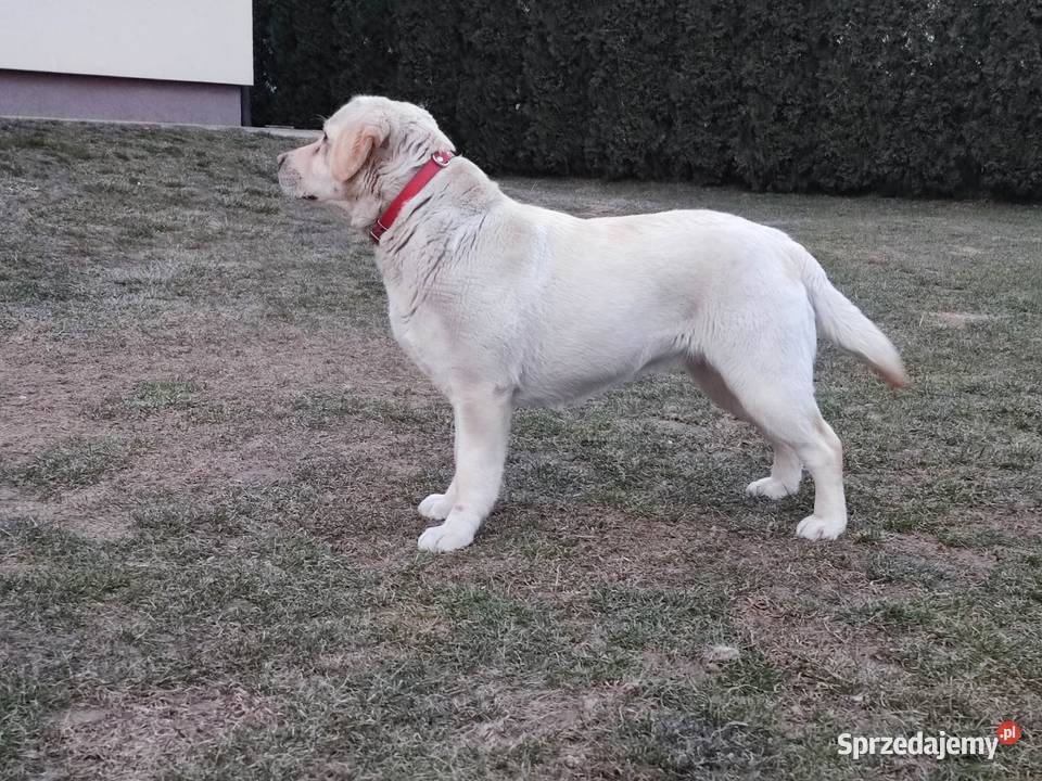Labrador biszkoptowy suczka 10mcy lubelskie Końskowola