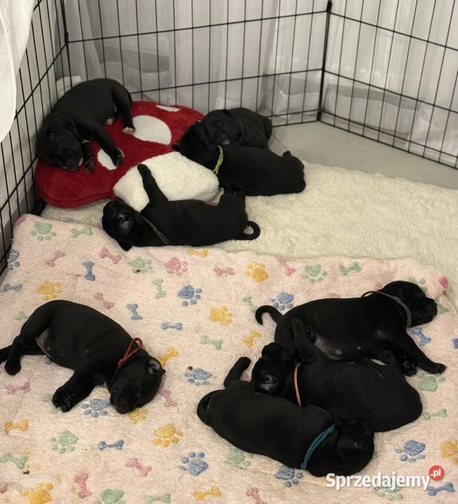 Staffordshire Bull terrier stafik szczeniak Iłża