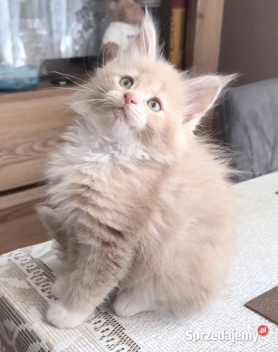 Maine Coon kotki Wińsko sprzedam