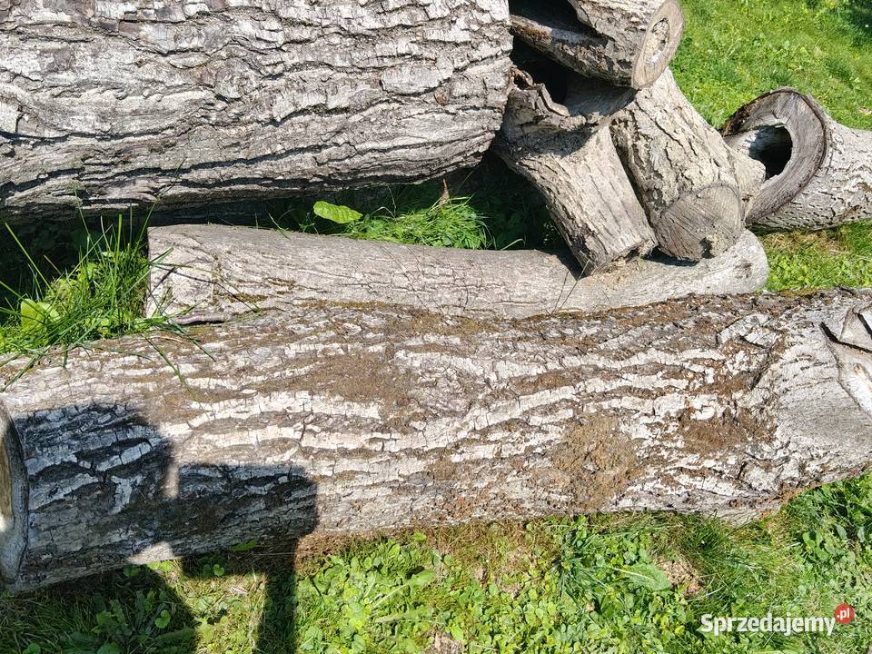 Pień orzecha włoskiego Pozostałe podkarpackie Dębowiec