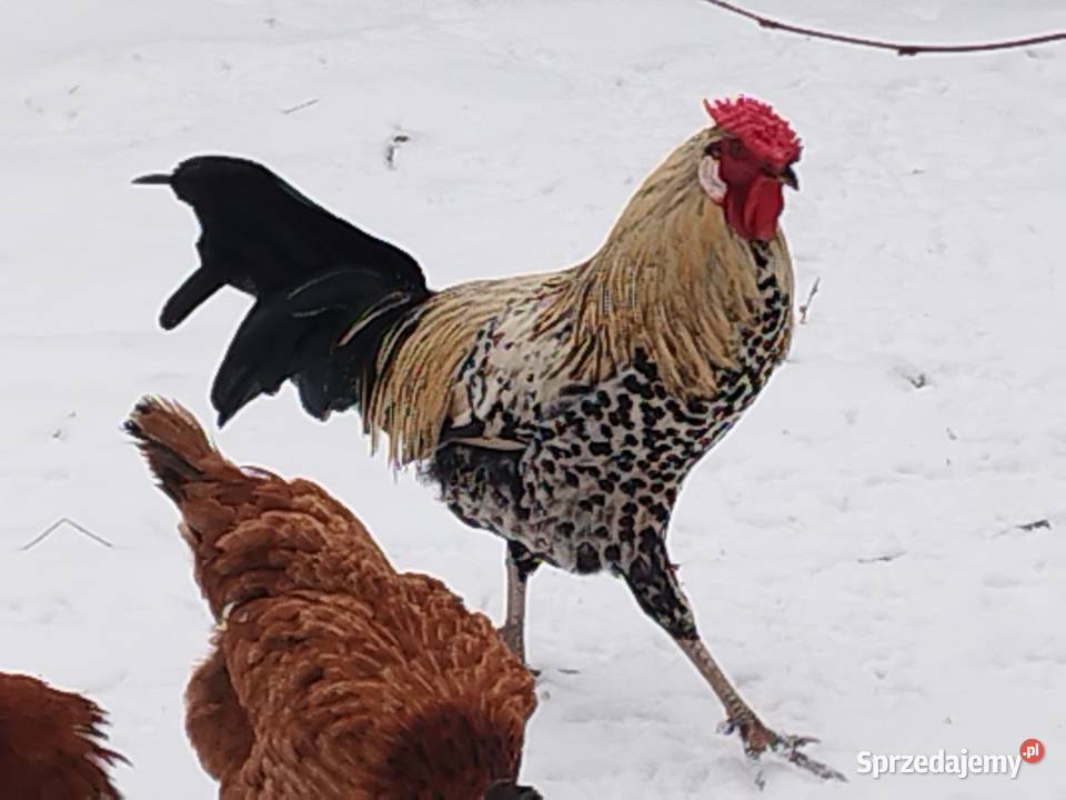 Sprzedam koguty ozdobne kogut Wyandotte Ptaki Kalisz