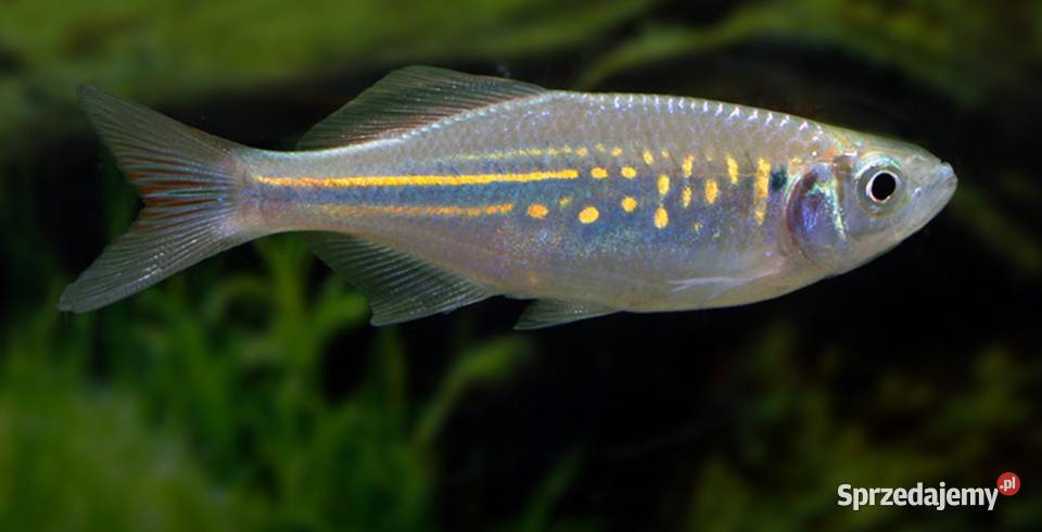 Danio malabarski Devario malabaricus Malabarskie