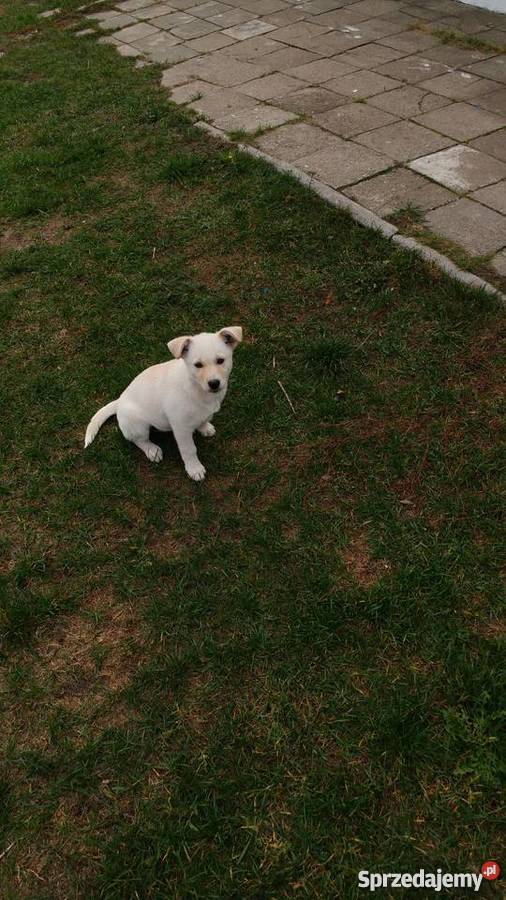 Oddam suczkę w ręce Gorzów Wielkopolski sprzedam