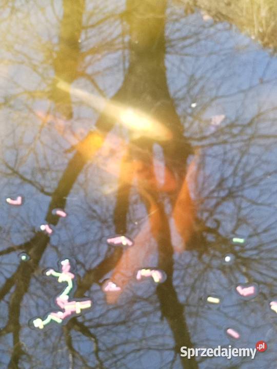 KARP Koi ALFA z narybkiem sprzedam śląskie sprzedam