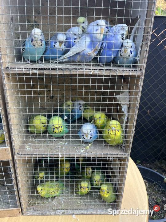 Papugi faliste Ptaki