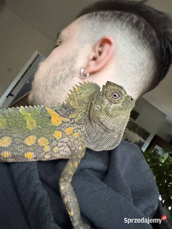 Młoda para agamy kameleonowatej Gdańsk