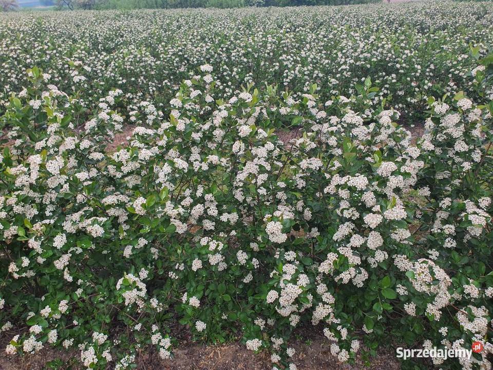Aronia sadzonki galicjanka i nero Końskowola