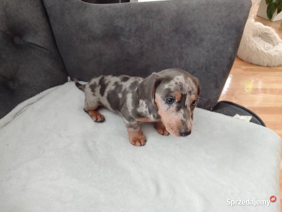 Jamnik Blue merle suczka Żyrardów