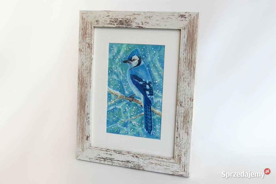 Blue Jay modrosójka błękitna ptak zima akwarela niebieski lubelskie