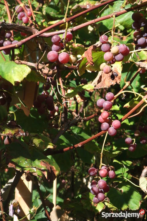 Sprzedam działkę ROD 350m2 Warszawa Nadwiśle 350m2