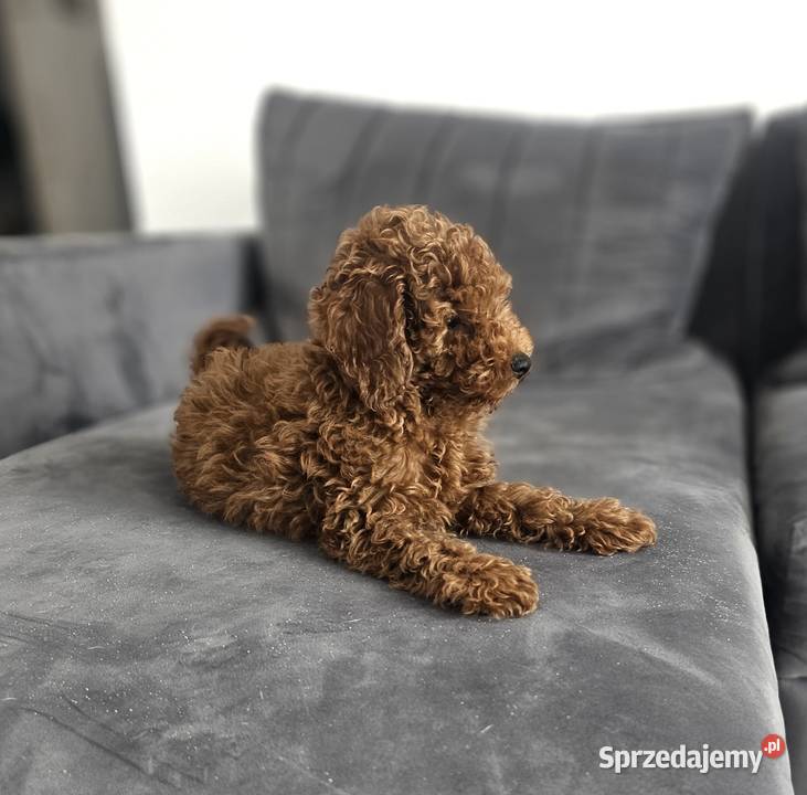 Piesek toy red brown Zbrudzewo