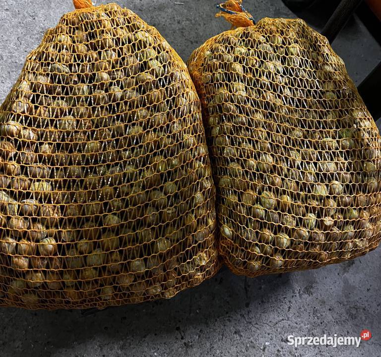 Orzechy laskowe małopolskie Niedźwiedź sprzedam