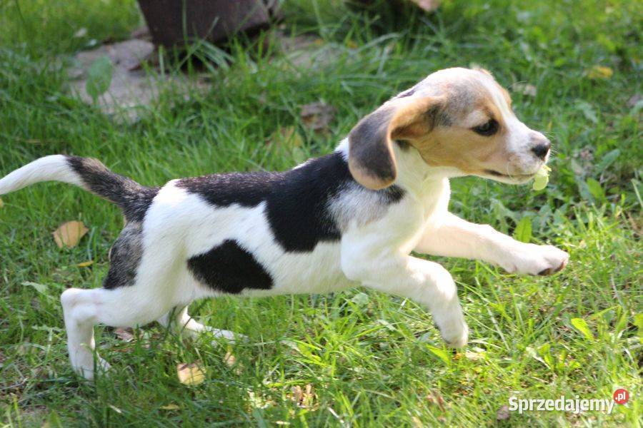 Beagle szczeniaczki ZKwP Championie Polski