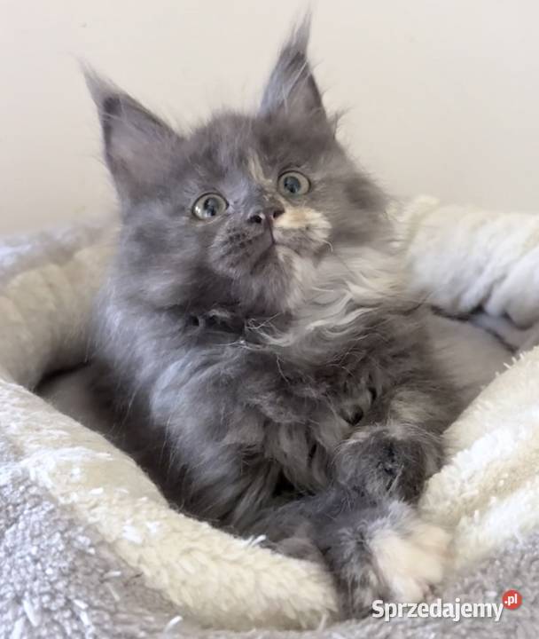 Maine Coon kocięta Wińsko sprzedam