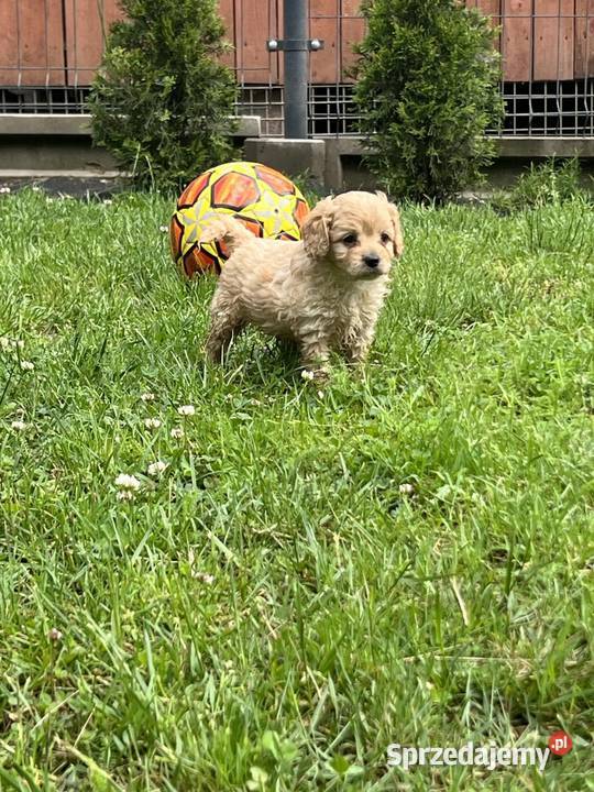 Cavapoo Bukowno