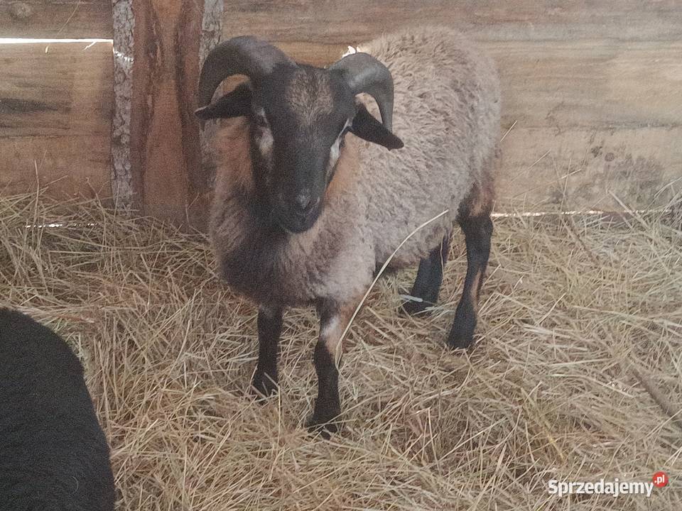 Owce barbados Bobrowa