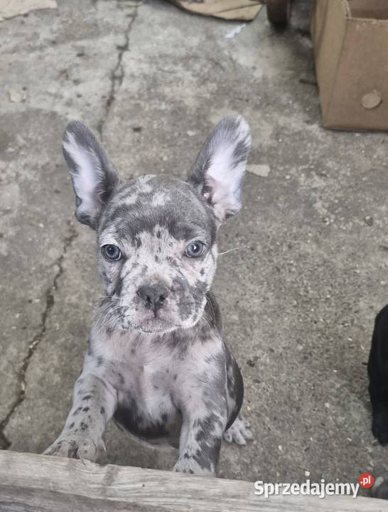 Buldog francuski blue merle Buldog mazowieckie Warszawa sprzedam